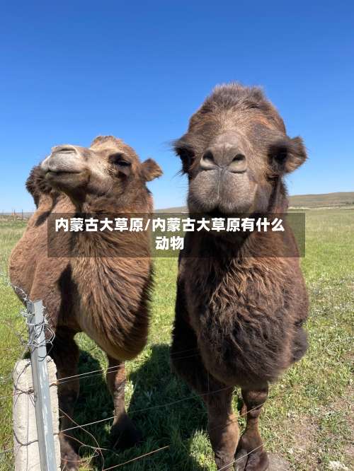 内蒙古大草原/内蒙古大草原有什么动物-第3张图片