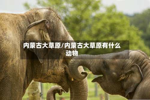 内蒙古大草原/内蒙古大草原有什么动物-第2张图片