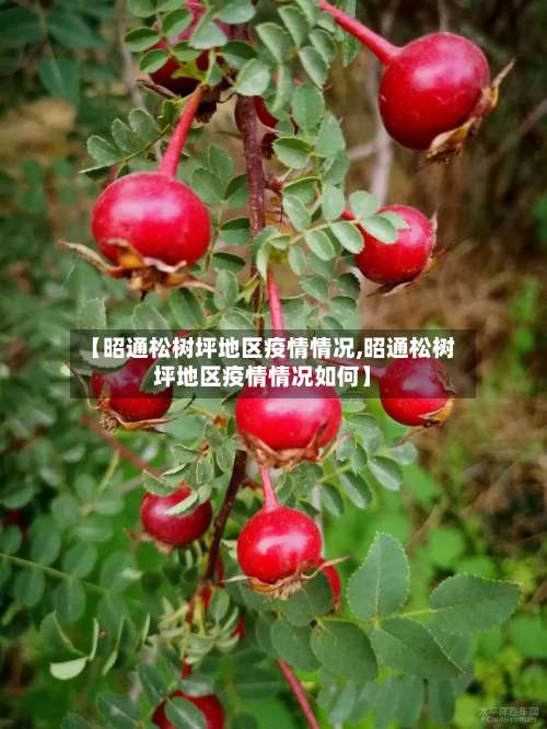 【昭通松树坪地区疫情情况,昭通松树坪地区疫情情况如何】-第1张图片